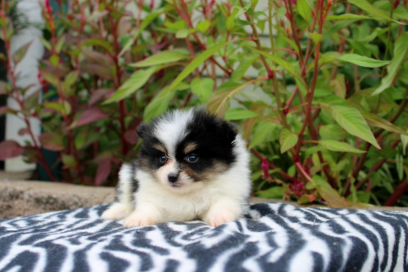 puppy, for, sale, Pomeranian, Matthew B. Stoltzfus, dog, breeder, Gap, PA, dog-breeder, puppy-for-sale, forsale, nearby, find, puppyfind, locator, puppylocator, aca